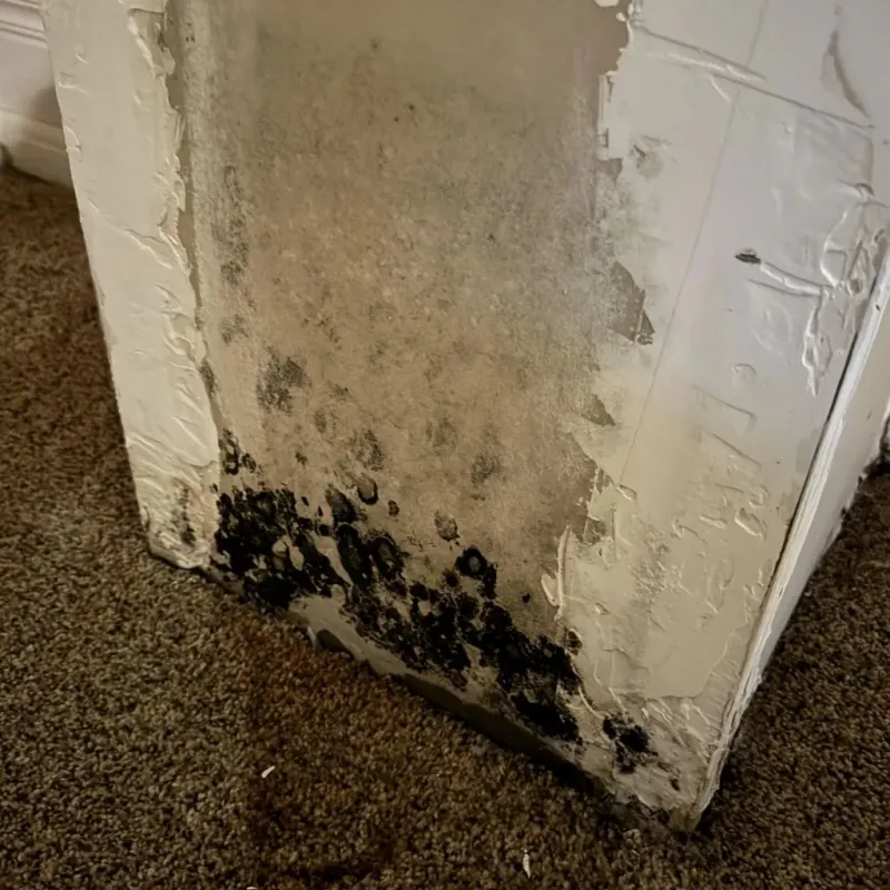 Professional Mold Removal in Justice, IL